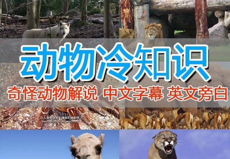 外面卖1699的国外纪录片解说（动物解说、美食、动画片）稳过中视频_网创掘金